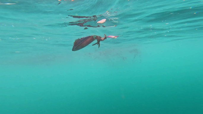 鱿鱼 海底 墨鱼 海洋生物