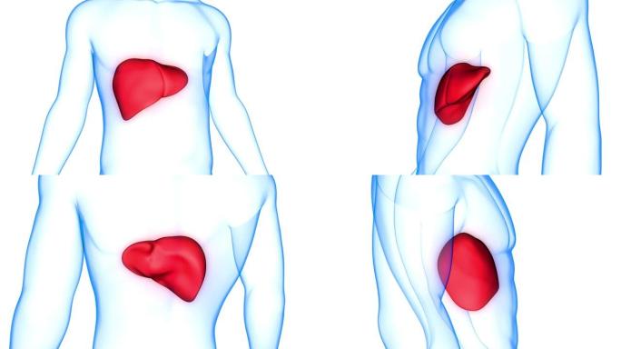 人体内消化器官肝脏解剖动画概念