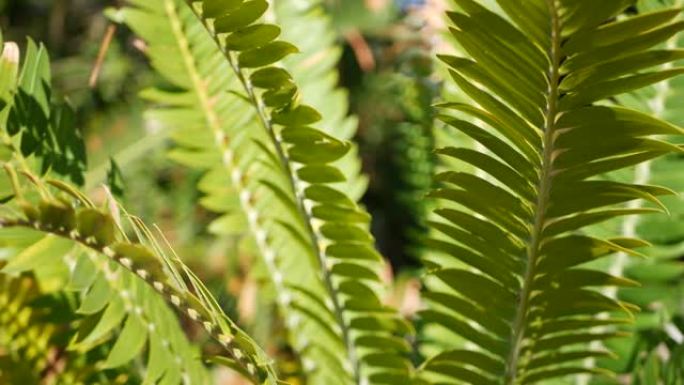 美国加利福尼亚州森林中的苏铁蕨叶。绿色新鲜多汁的天然植物叶。脑叶或zamiaceae dioon棕榈