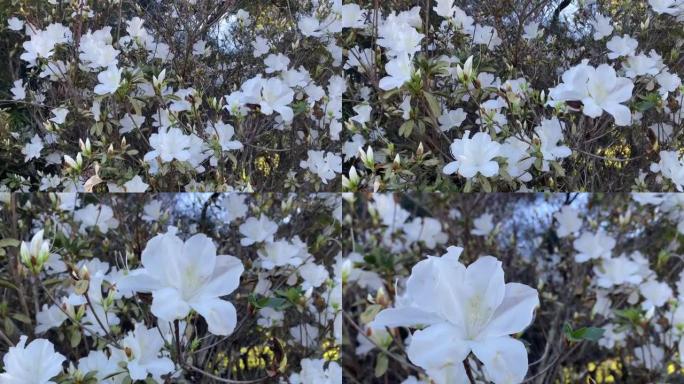 盛开的白色杜鹃花树