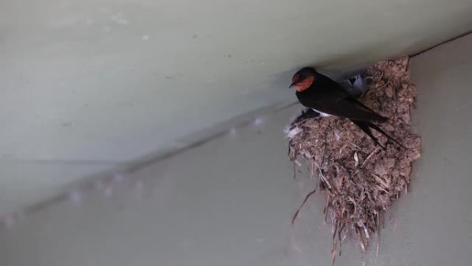 欢迎燕子在巢中喂养幼仔