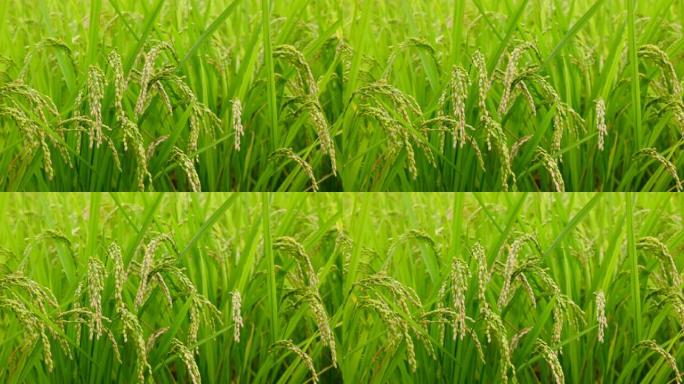 稻米在风中摇曳农村生态外国农耕素材国外