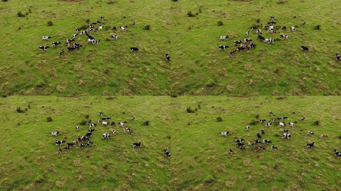 鸟瞰图牧牛在绿色的夏季草地上放牧。晴天，在草地上的黑白母牛。大型牲畜。绿色牧场上牛群的农场景观鸟瞰图