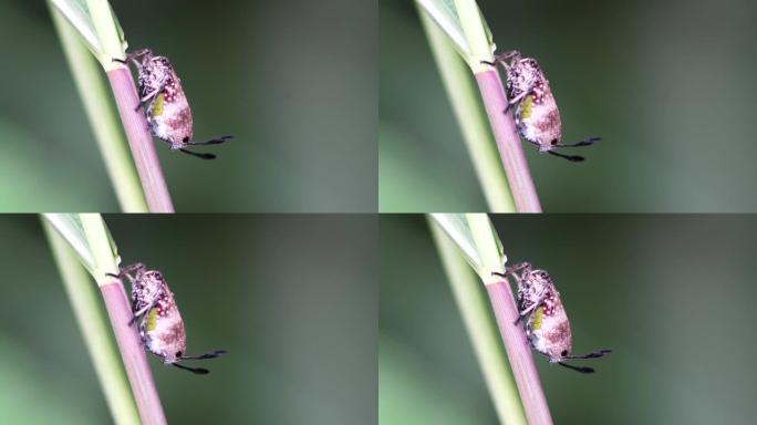 叶子上昆虫的特写虫类特写灯光