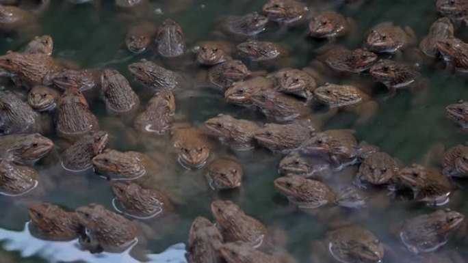 池塘水中的青蛙两栖动物