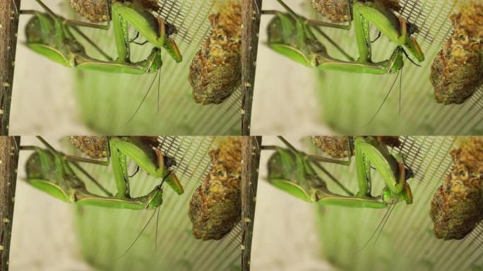普通螳螂 (lat.mantis Religiosa) 吃蓝肉蝇 (lat. Calliphora 
