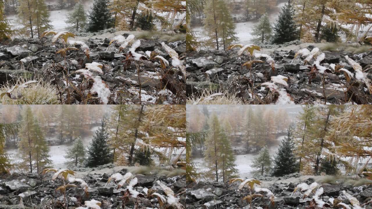 一年中的第一场雪，山，落叶松，云杉，风景，