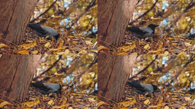 秋天的日子里，Vigiliant灰色乌鸦为河塘喝水