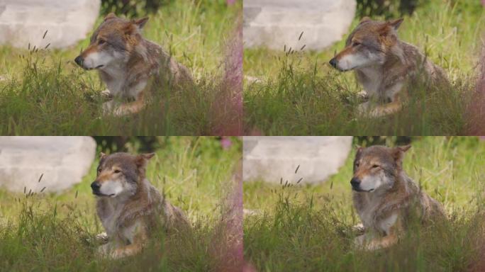 一只成年雄性灰狼的特写镜头在森林的草地上休息