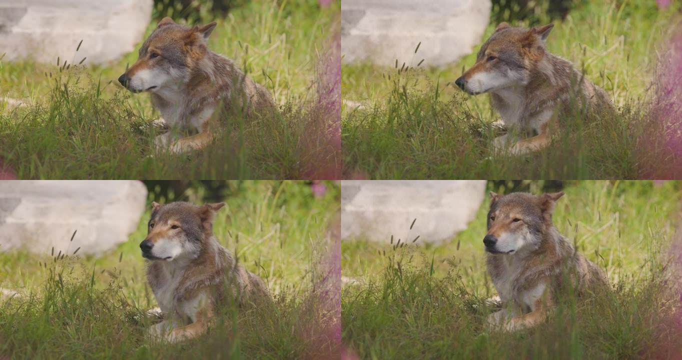 一只成年雄性灰狼的特写镜头在森林的草地上休息