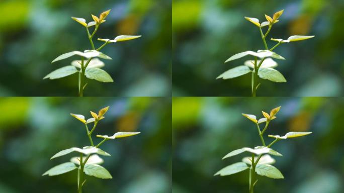 叶子上昆虫的特写花