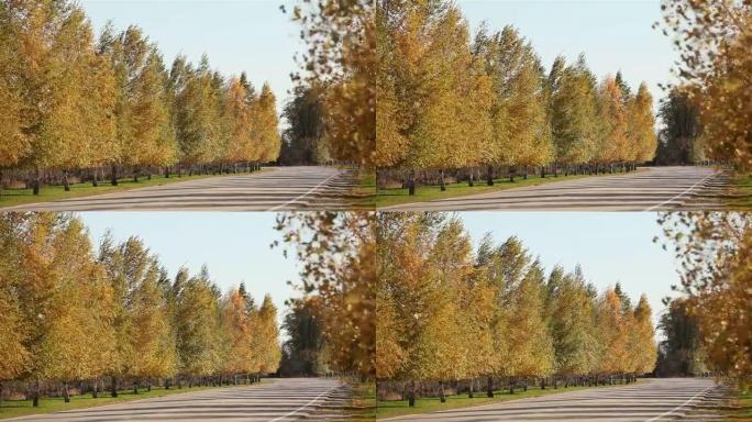 叶子发黄的树。叶子黄色的秋天树。沿路泛黄的树木