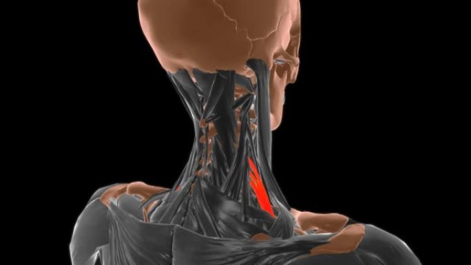 医学概念3D的斜角后肌解剖