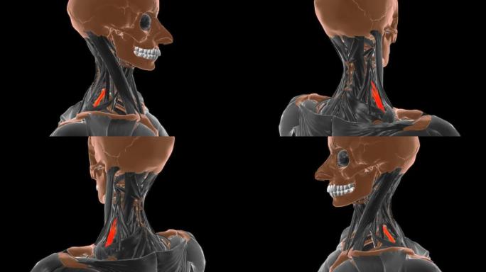 医学概念3D的斜角后肌解剖
