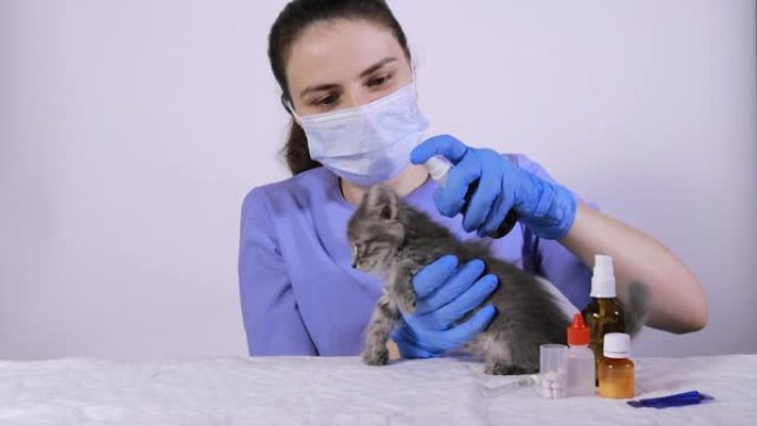 穿着蓝色制服的兽医在小猫的枯萎上挤压寄生虫喷雾。