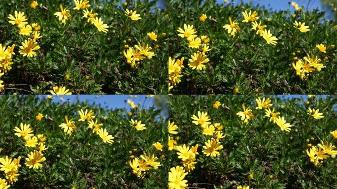 黄色雏菊花开，美国加利福尼亚州的家庭园艺。天然植物学特写背景。欧洲果胶在春天的新鲜花园里开花。春季植