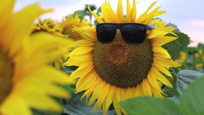 太阳眼镜中的向日葵花从风中荡漾