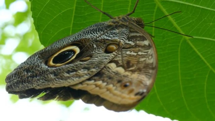 灰色的大型热带蝴蝶，在绿色的叶子中注视着翅膀