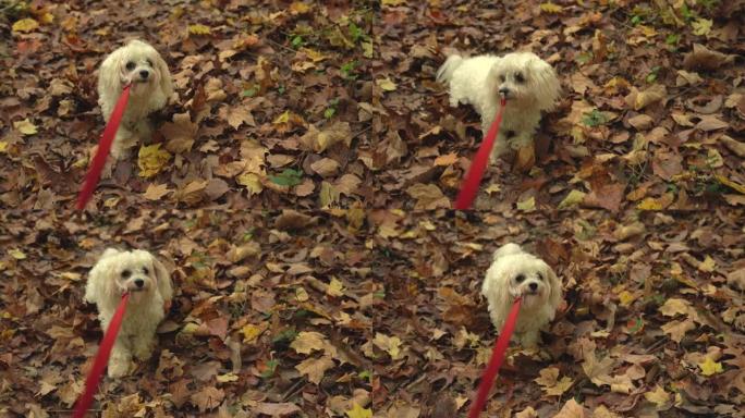 小狗害怕走过秋叶