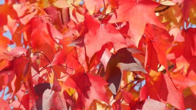 秋天的风景，红枫叶在树上的树枝上摇曳，在温暖的秋日在公园的街道上摇曳。蓝天下五颜六色的自然树叶特写