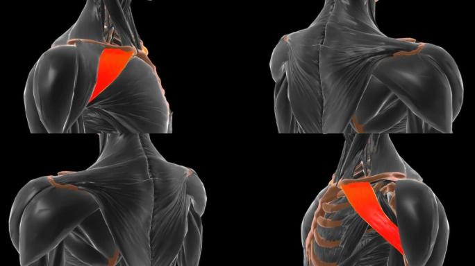 三角肌解剖的锁骨部分医学概念3D