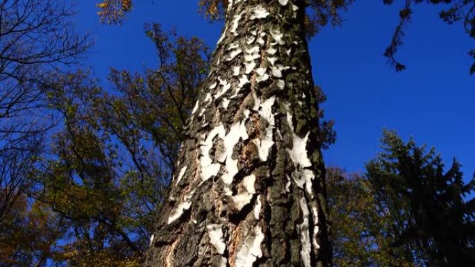 秋天森林背景上桦树树干的树皮。