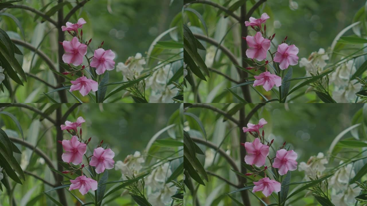 夹竹桃植物和粉红色的花