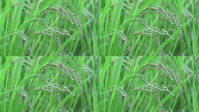 稻秆或稻穗或米粒的特写