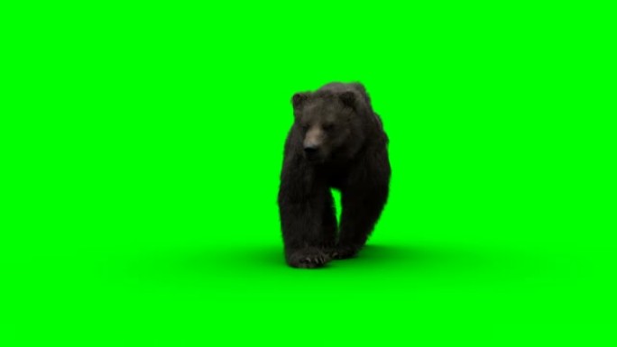 行走的熊。绿屏写实动画。