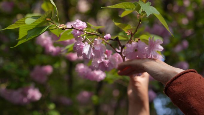 不文明赏花特写