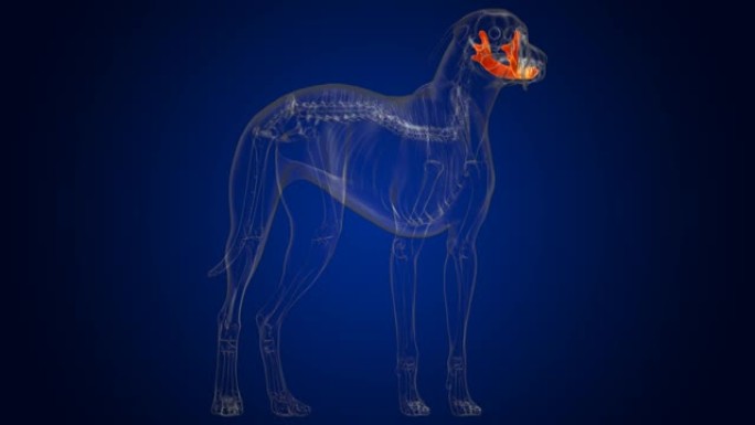 下颌骨狗骨骼解剖医学概念3D