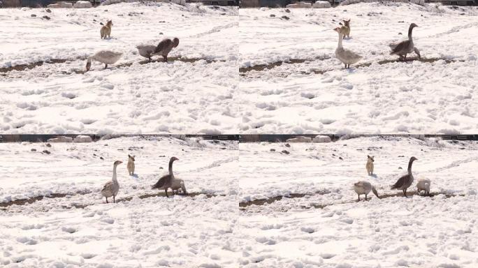 鹅在冬天寻找食物，而狗则毫不担心地走过它。
这不是一只无家可归的狗，但它是鸟类的守护者。
寒冷天气下