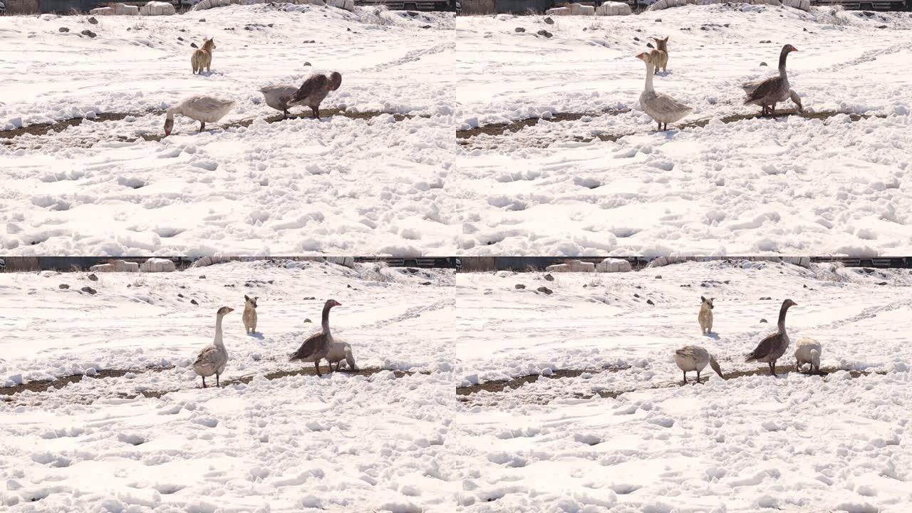 鹅在冬天寻找食物，而狗则毫不担心地走过它。
这不是一只无家可归的狗，但它是鸟类的守护者。
寒冷天气下