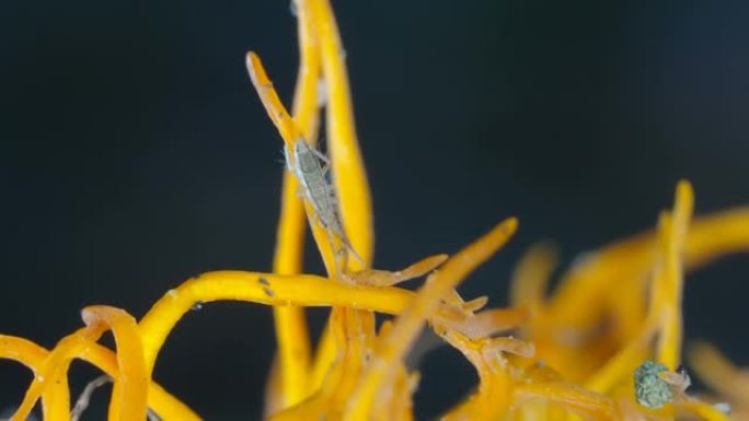 爱沙尼亚的冬虫夏草真菌尖端上的一种小昆虫