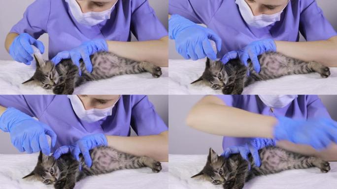 穿着蓝色制服和手套的兽医从中耳炎滴入小猫的耳朵。