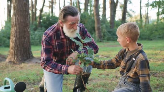特写好看的经验丰富的大胡子老爷爷，帮助将橡树苗种到他感兴趣的浅色10岁孙子的洞里，在草坪上环绕着树木