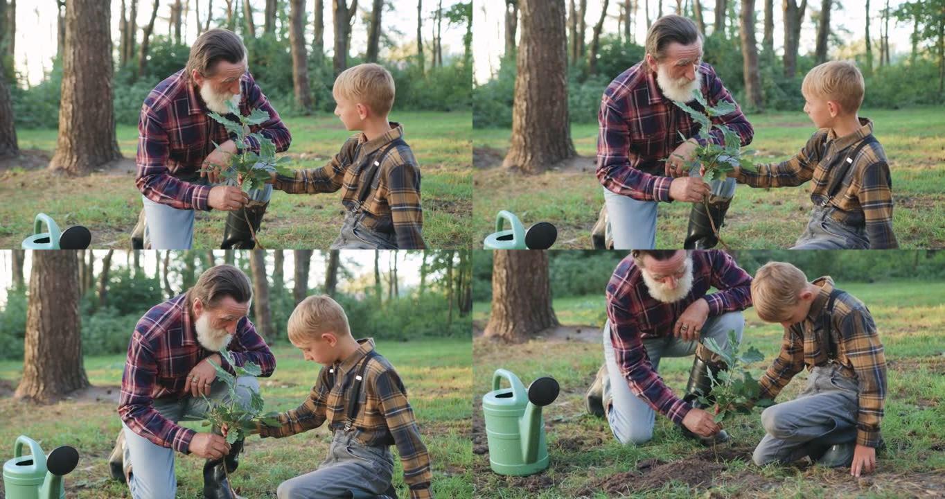 特写好看的经验丰富的大胡子老爷爷，帮助将橡树苗种到他感兴趣的浅色10岁孙子的洞里，在草坪上环绕着树木