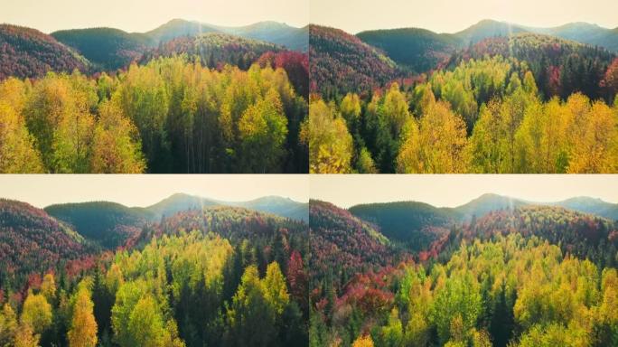 日落森林秋天七彩景色山谷山脉美丽