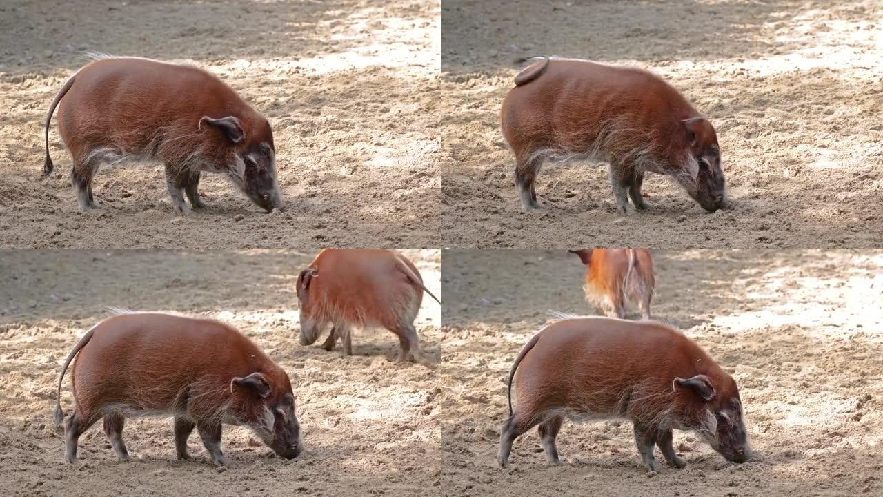 红河猪，Potamochoerus porcus，又称灌木猪。