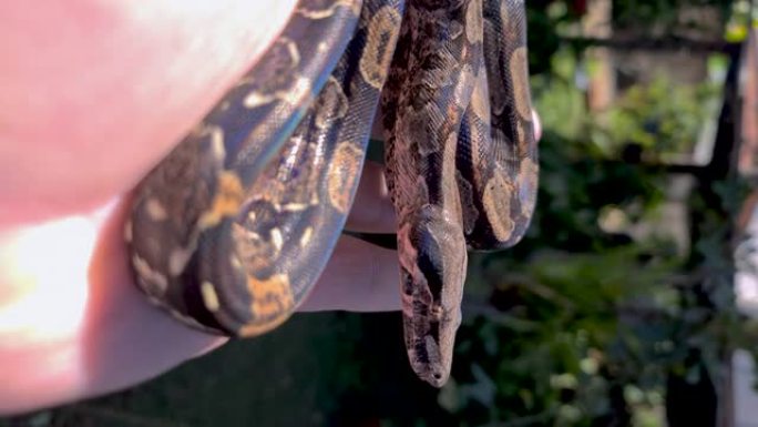 蟒蛇 (boa constrictor)，也称为红尾蟒蛇或普通蟒蛇，是一种大型，无毒，身体沉重的蛇