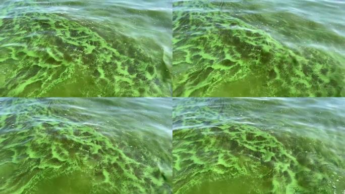有害藻华。明亮的绿色蓝藻在水中开花。