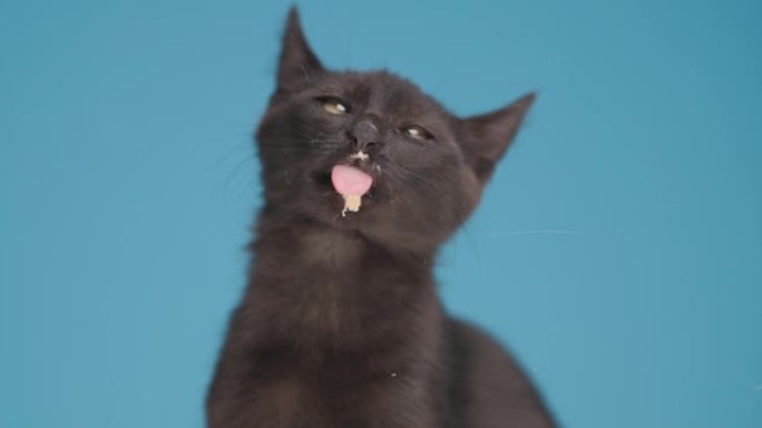 可爱的小黑猫伸出舌头舔透明玻璃，坐在工作室的蓝色背景上