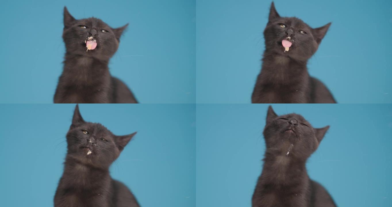 可爱的小黑猫伸出舌头舔透明玻璃，坐在工作室的蓝色背景上