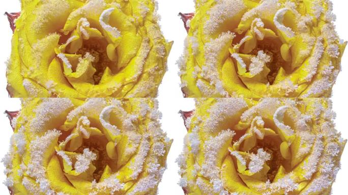 冰冻的黄玫瑰，花瓣上形成的冰雪晶体，近距离霜冻，宏观，4k，晨露