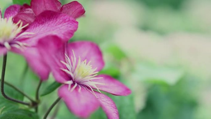 明亮的铁线莲热带花朵盛开特写