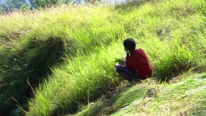 年轻的印度农民孩子为了她的需要割草。印度农业季节。
