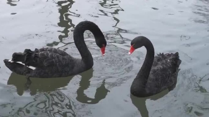 两只黑天鹅在湖中游泳。