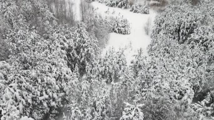 有趣的是，新年的冬季森林被白雪覆盖，鸟瞰图。