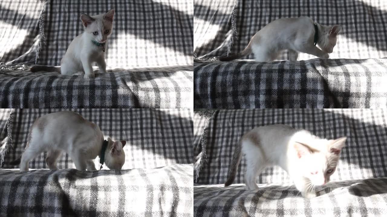 白色小猫在沙发上玩耍