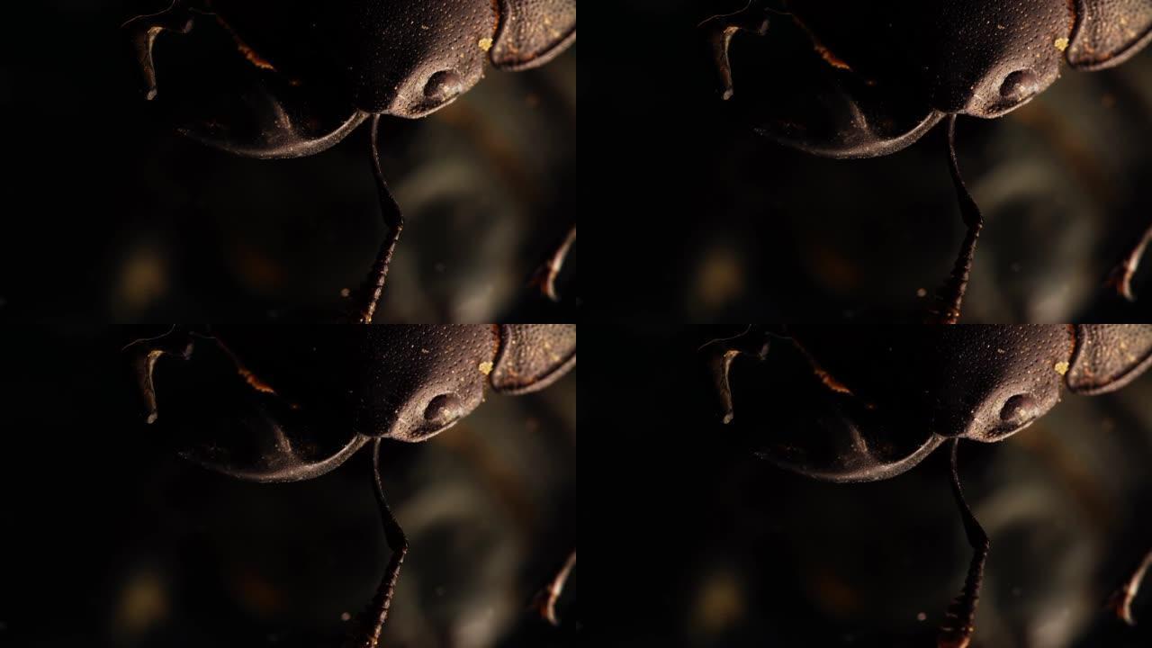 在黑暗的背景上移动天线的显微镜下的雄鹿甲虫的头